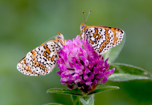 Glanville Fritillaries DM1237